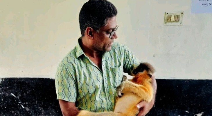 বিদ্যুৎপৃষ্ট হয়ে প্রাণ গেল বিরল সোনালী হনুমানের